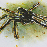 CTA POLAR SPIDER WHITE